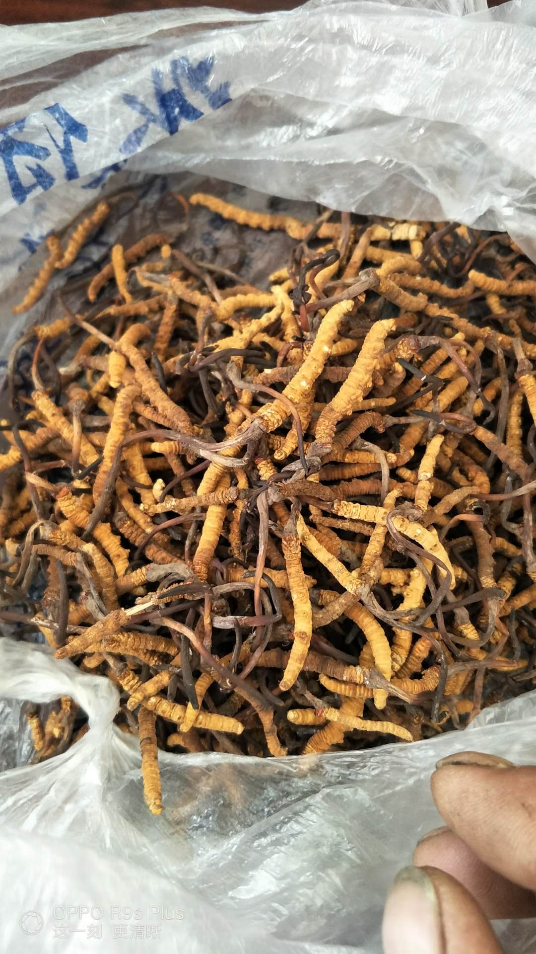 惠城回收冬虫夏草价格按照一克多少钱来计算