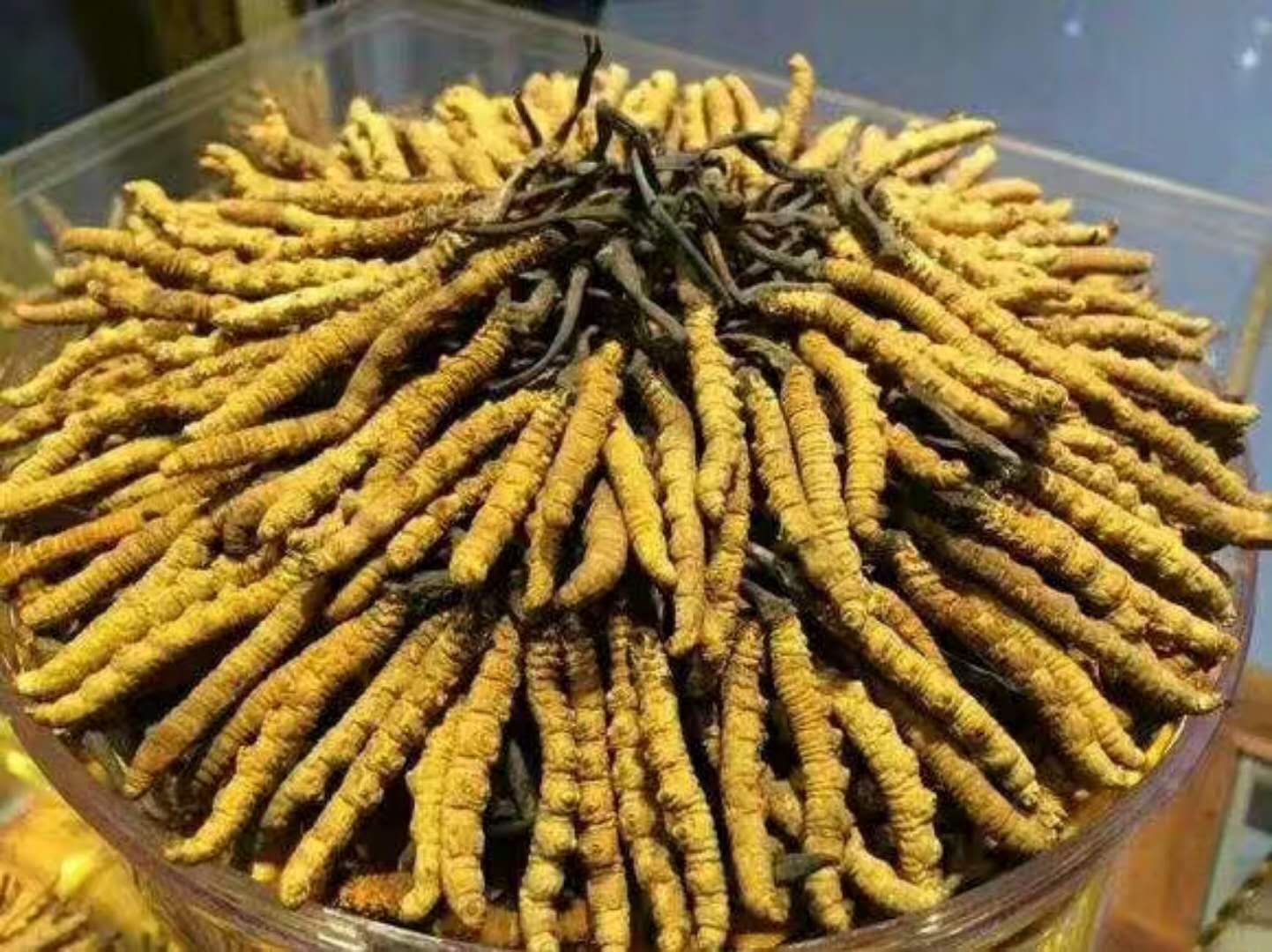 惠阳回收虫草一克多少钱