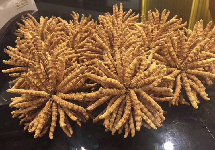 惠东冬虫夏草回收一根大概多少钱