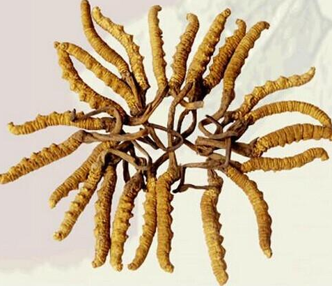 大亚湾虫草回收的价格一公斤多少钱