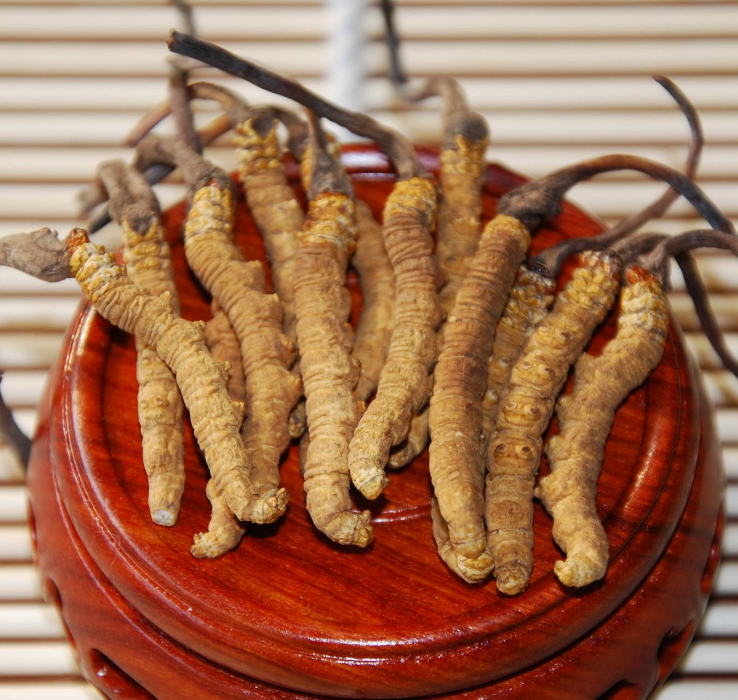 仲恺冬虫夏草回收