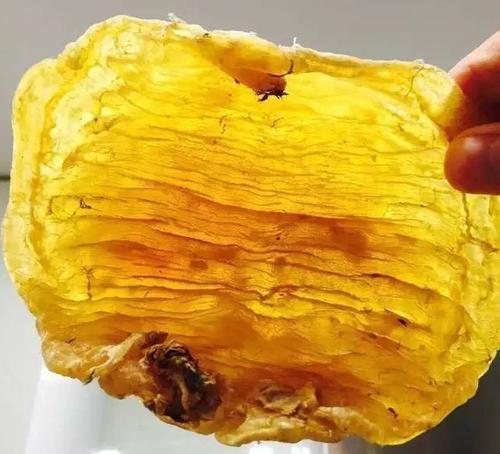仲恺鱼胶回收多少钱一个