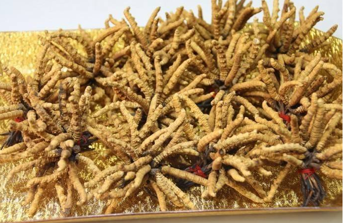 惠阳礼盒装冬虫夏草回收/一袋虫草回收价格多少钱