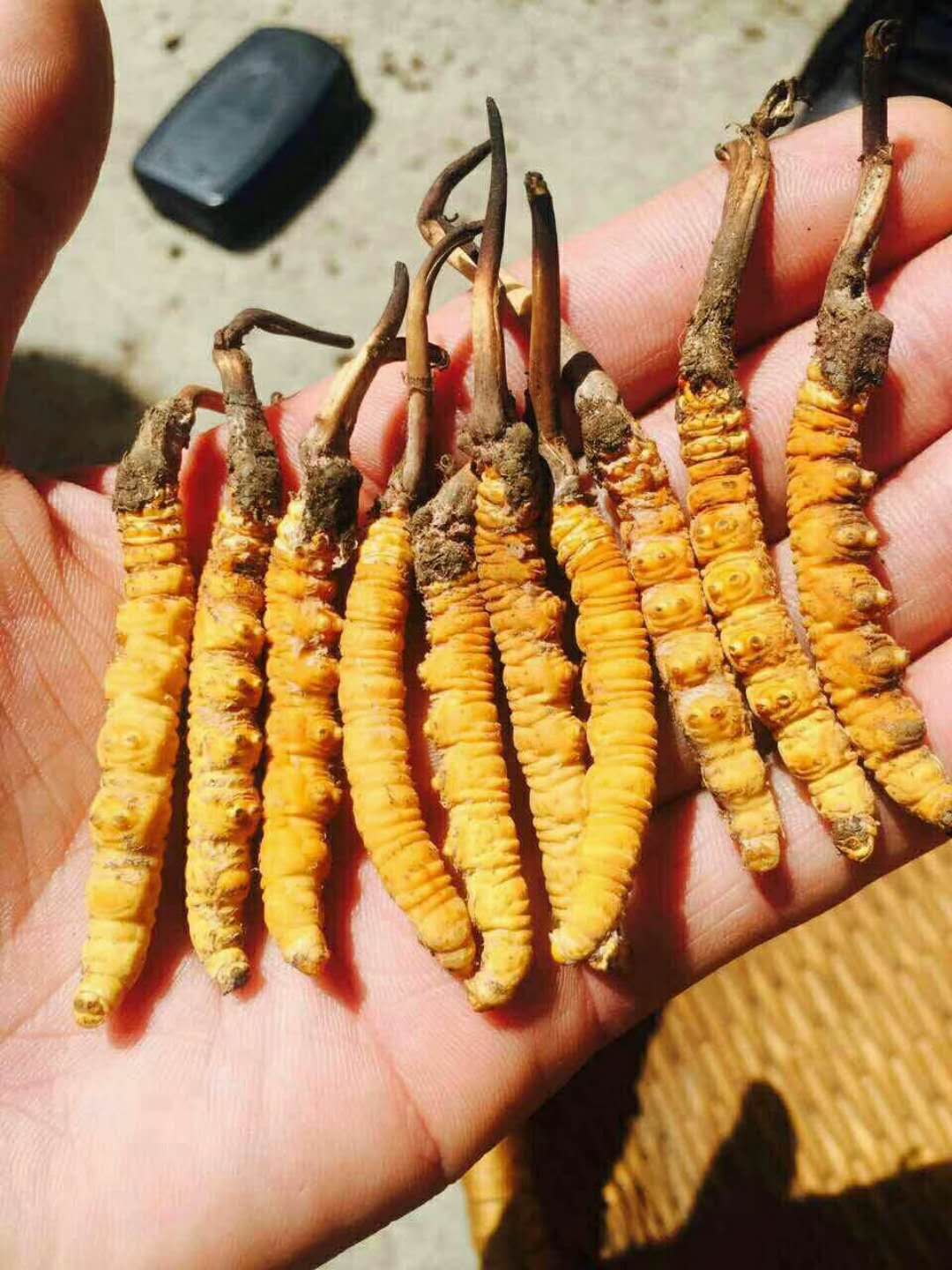 仲恺礼盒装冬虫夏草回收/一袋虫草回收价格多少钱