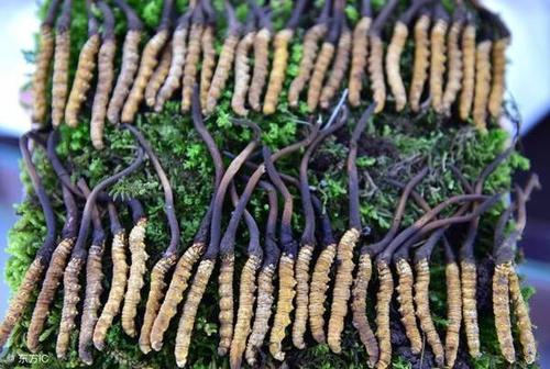 仲恺回收虫草-仲恺大量回收冬虫夏草