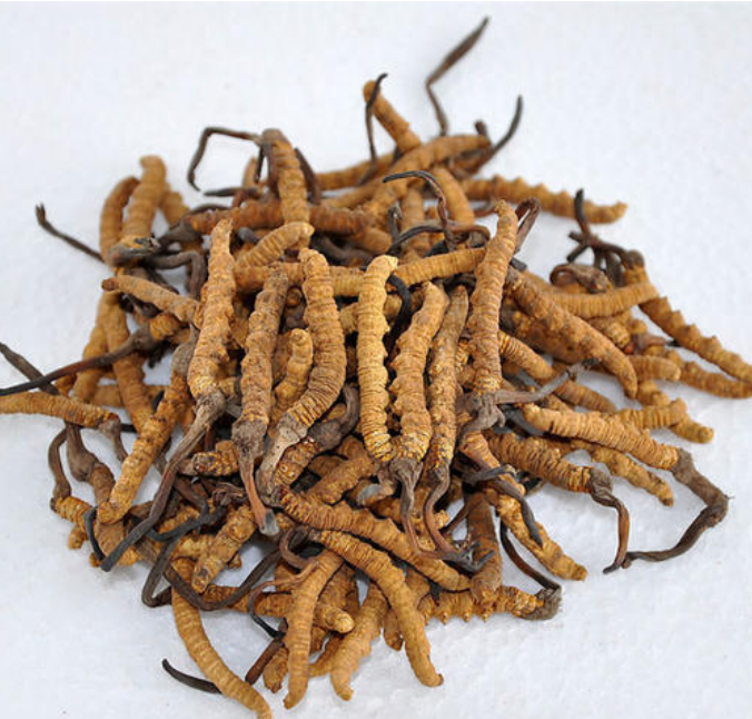 惠阳回收冬虫夏草-哪里有虫草回收-上门回收虫草