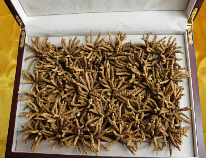 惠城周边哪里回收虫草-24小时回收虫草门店