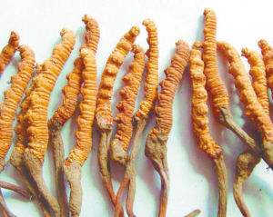 惠州哪里上门回收冬虫夏草-惠州虫草回收行情涨幅