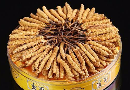 惠州虫草回收系列